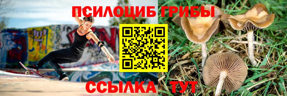 Псилоцибиновые грибы Cubensis Магадан